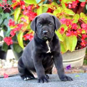 Jade, Cane Corso Puppy