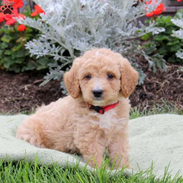 Jagger, Mini Goldendoodle Puppy