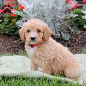Jagger, Mini Goldendoodle Puppy