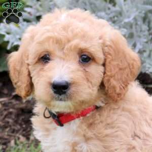 Jagger, Mini Goldendoodle Puppy