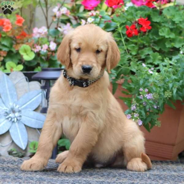 Jake, Golden Retriever Puppy