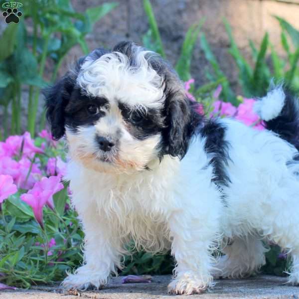 James, Teddy Bear Puppy