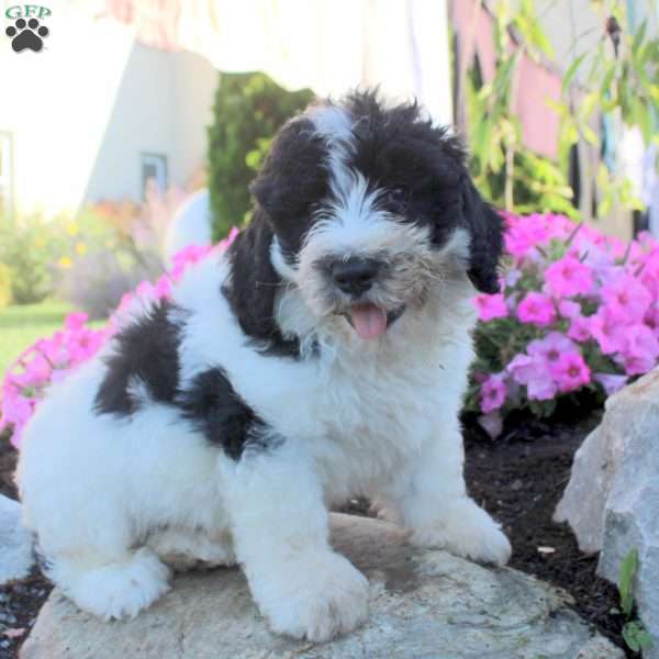 James, Bernedoodle Puppy