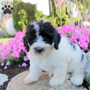 James, Bernedoodle Puppy