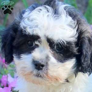 James, Teddy Bear Puppy