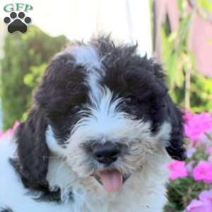 James, Bernedoodle Puppy