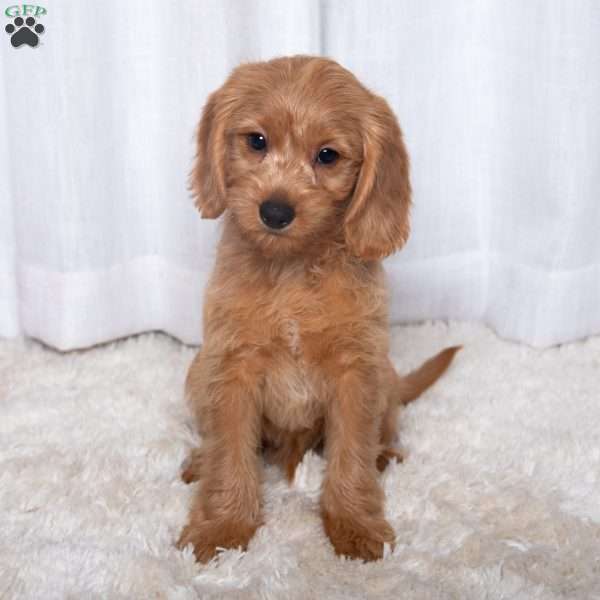 James, Double Doodle Puppy