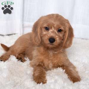 James, Double Doodle Puppy