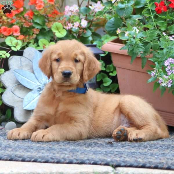 Jamie, Golden Retriever Puppy
