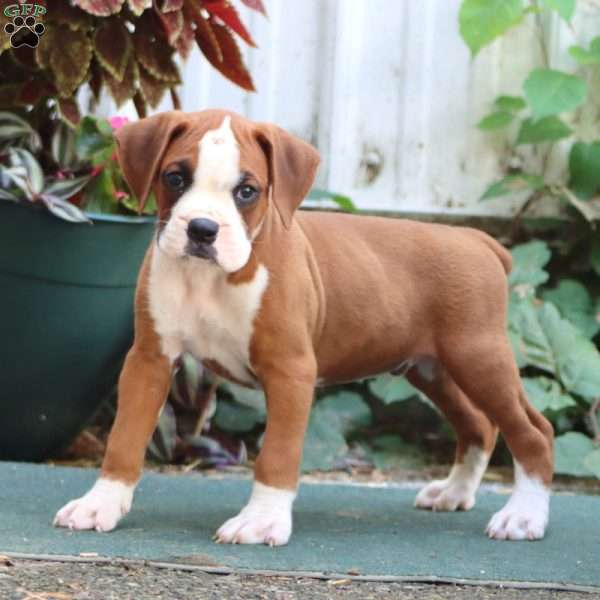 Jamie, Boxer Puppy
