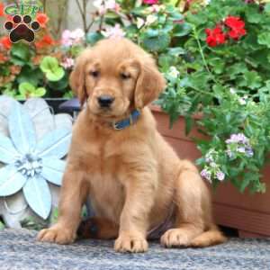 Jamie, Golden Retriever Puppy