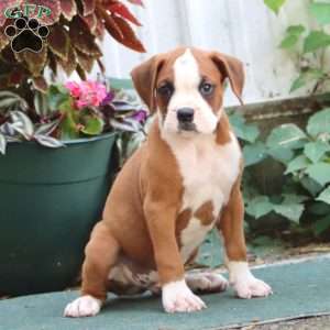 Jamie, Boxer Puppy
