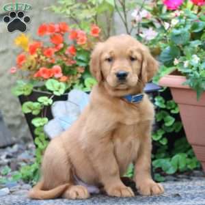 Jamie, Golden Retriever Puppy