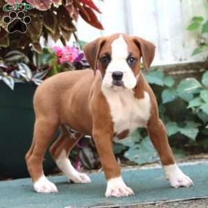 Jamie, Boxer Puppy