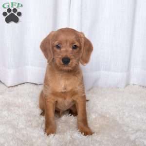 Jamie, Double Doodle Puppy