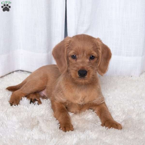 Jamie, Double Doodle Puppy