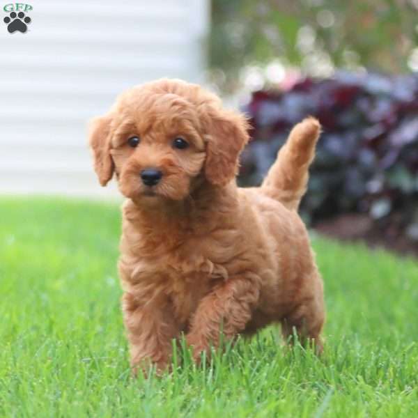 Janae, Mini Goldendoodle Puppy