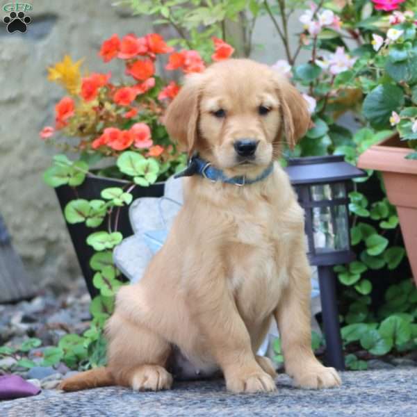 Janae, Golden Retriever Puppy