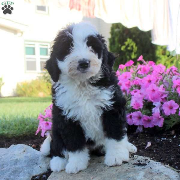 Jane, Bernedoodle Puppy
