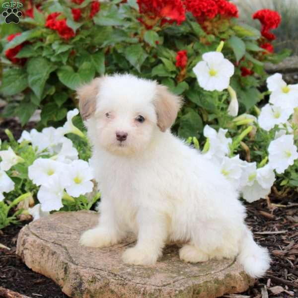 Jane, Maltipoo Puppy