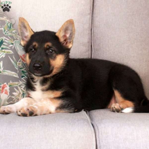 Jane, German Shepherd Mix Puppy