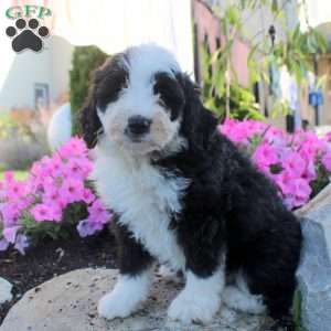 Jane, Bernedoodle Puppy