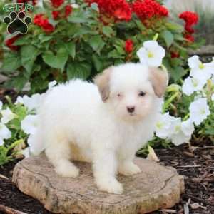 Jane, Maltipoo Puppy