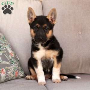 Jane, German Shepherd Mix Puppy