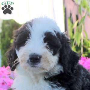Jane, Bernedoodle Puppy