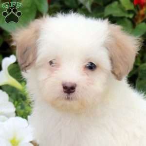 Jane, Maltipoo Puppy