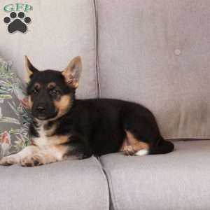 Jane, German Shepherd Mix Puppy