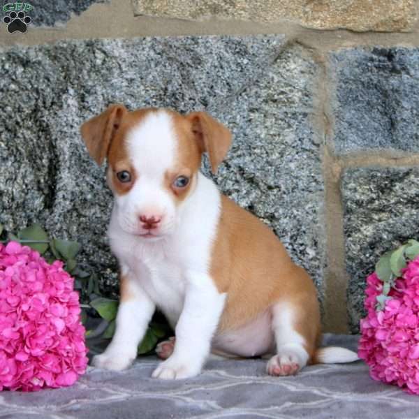 Jane, Boston Terrier Mix Puppy