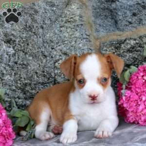 Jane, Boston Terrier Mix Puppy