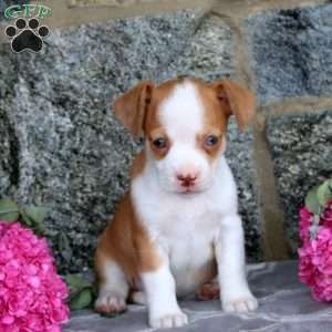 Jane, Boston Terrier Mix Puppy