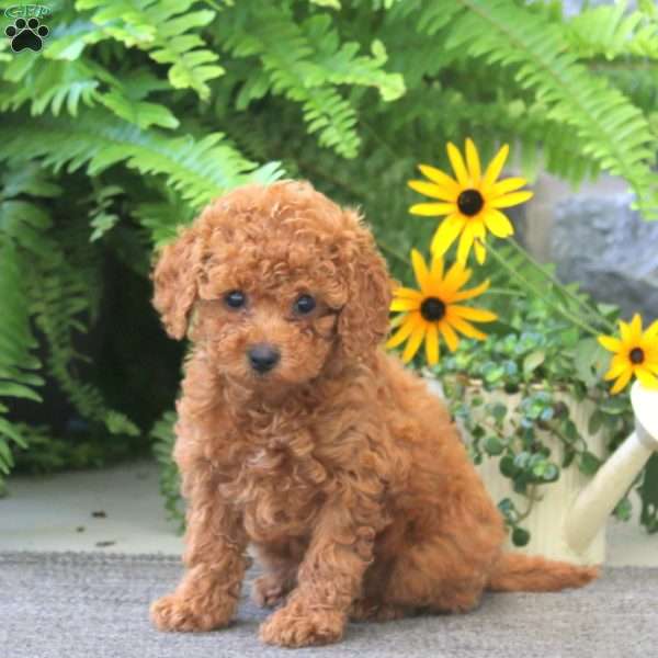 Janelle, Cockapoo Puppy