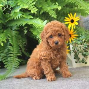Janelle, Cockapoo Puppy
