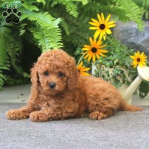 Janelle, Cockapoo Puppy