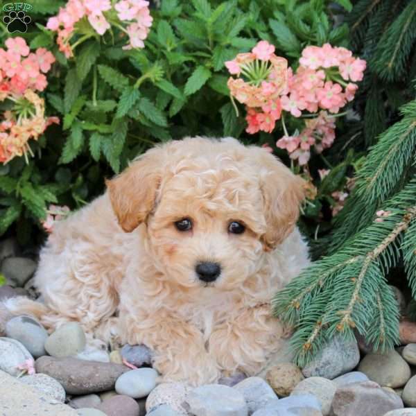 Janessa, Bich-Poo Puppy