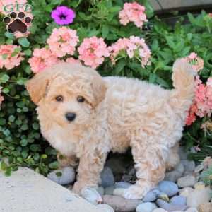 Janessa, Bich-Poo Puppy