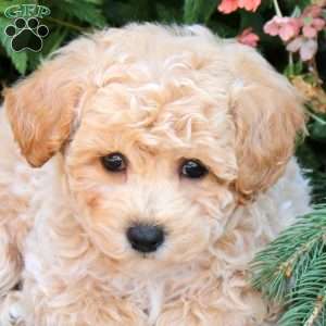 Janessa, Bich-Poo Puppy
