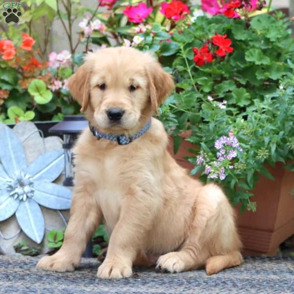 Jared, Golden Retriever Puppy