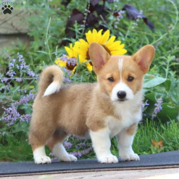 Jared, Pembroke Welsh Corgi Puppy