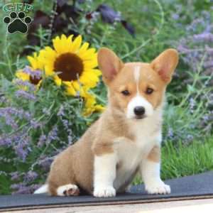 Jared, Pembroke Welsh Corgi Puppy