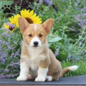 Jared, Pembroke Welsh Corgi Puppy