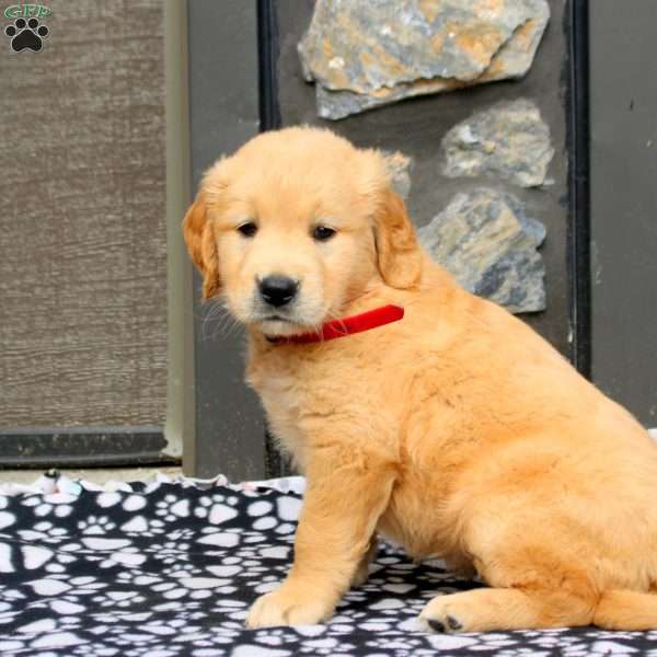 Jasmine, Golden Retriever Puppy