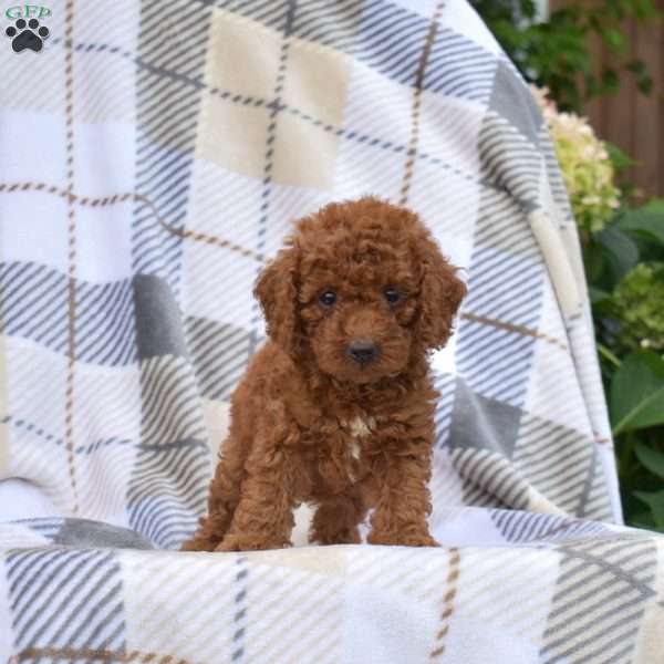 Jasmine, Miniature Poodle Puppy