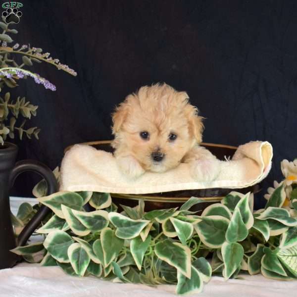 Jasmine, Maltipoo Puppy
