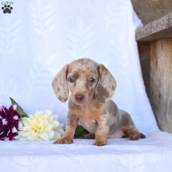 Jasmine, Dachshund Puppy