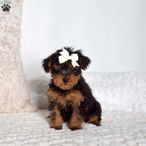Jasmine, Yorkie Poo Puppy