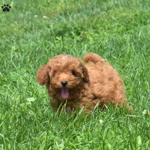 Jasmine, Miniature Poodle Puppy